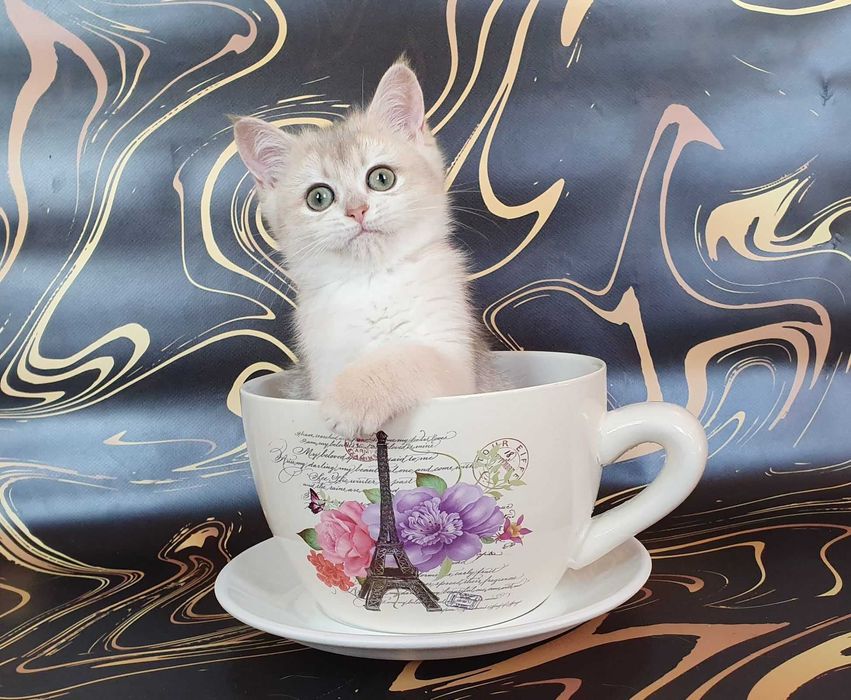 Холли -голубая золотистая шиншилла