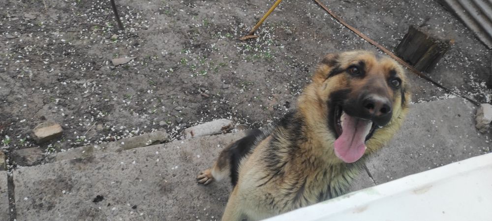 Продам цуценят німецької вівчарки