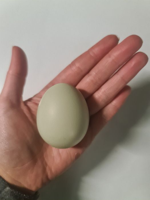 Ovos Frescos de Galinhas Criadas ao Ar Livre – Várias Cores