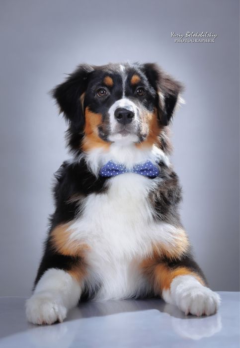 Хлопчик чорний триколор  Австралійська вівчарка (ауссі) - ФАН