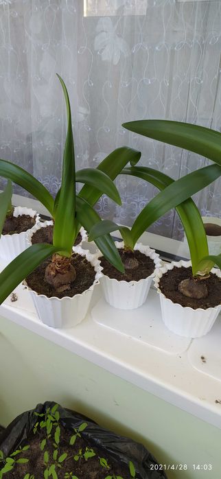 Продам комнатные цветы Гиппеаструм