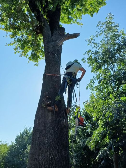 Спил деревьев обрезка сухих веток