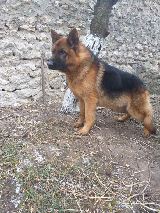 Цуценята породи німецька вівчарка.