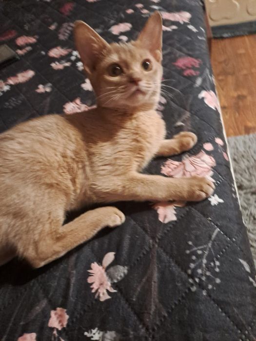 **CASSIE**kotka abisynska gotowa do odbioru.