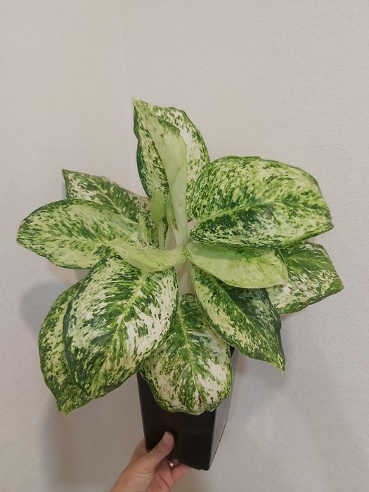 Аглаонема White Rose