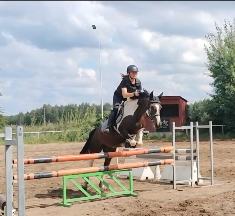 Doświadczony kuc (sprzedaż lub zamiana)