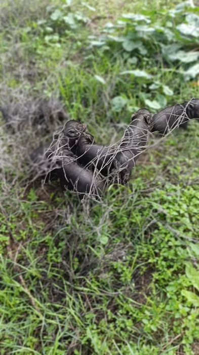 Porcos Vietnamita ( Mini Pig )