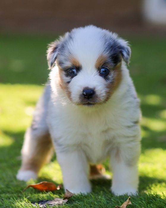 Pastor americano miniatura (mini aussie )