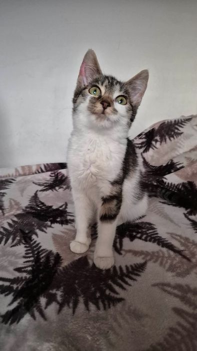 Cudowna kicia do adopcji