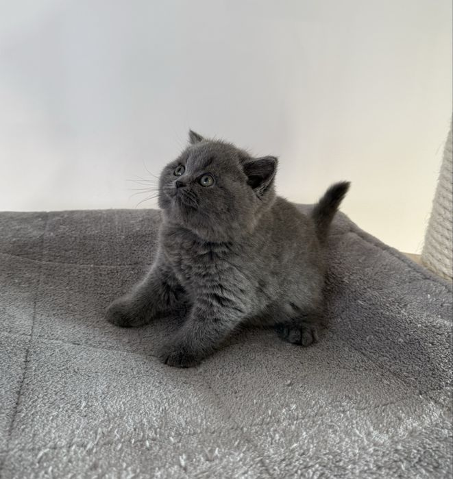 Kotka brytyjska krótkowłosa niebieska – opcja hodowlana