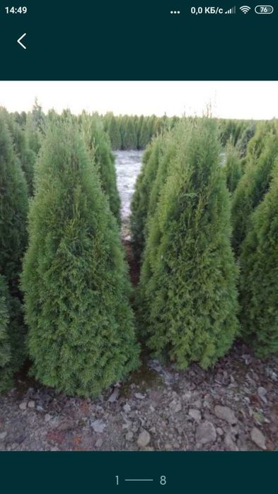 ТУЯ Смарагд:1,00-2.70м