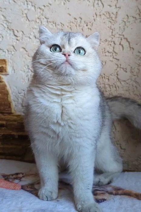 Серебристая шиншила.ИДЕАЛ!!!