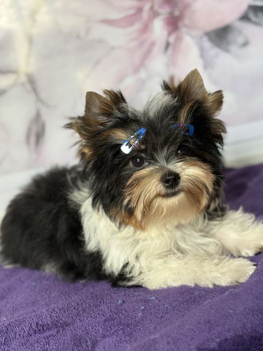 Бівер йорк хлопчик КСУ