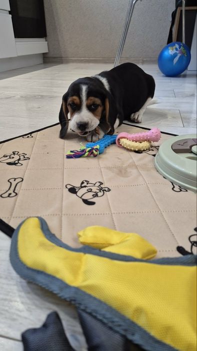 Beagle tricolor Popi