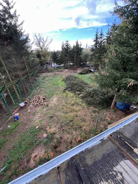 Świerki Choinki Gałęzie po Świerkach Oddam