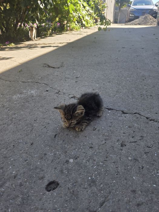 Кошенята безкоштовно село Озерне