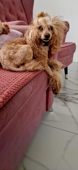 FCI Pudel toy/ miniatura RED Dorosły pudel samiec z upr..