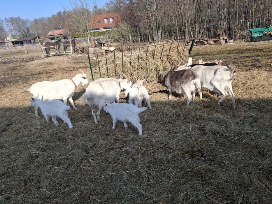 Koza, kozy, Capello, tryk, samiec koziol