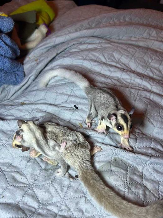 Lotopałanka karłowata|Sprawdzona hodowla|Lotki Psotki|Wyjątkowe samce