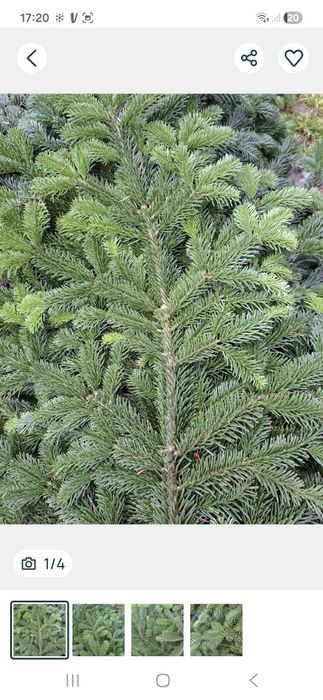 Galazki jodly kaukaskiej