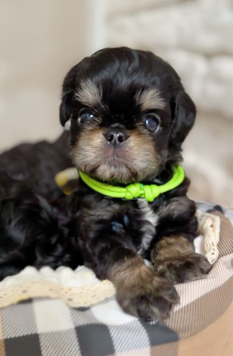 Неймовірно лчльковий есклюзивний хлопчик чарльзбі