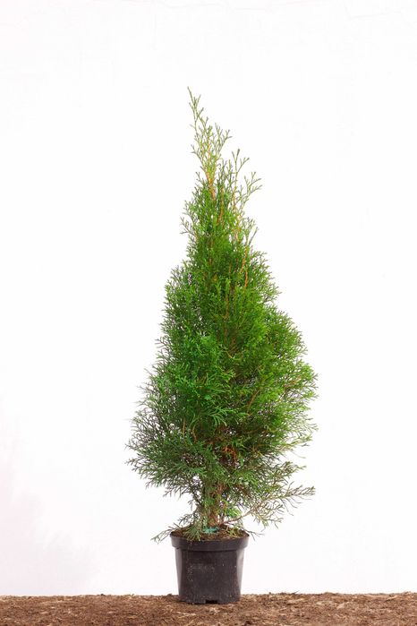 Tuja Thuja Szmaragd 100cm  Wysyłka - Sadzenie Gratis !!!