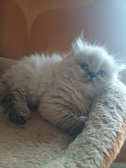Мальчик невской маскарадной в поиске  семьи.