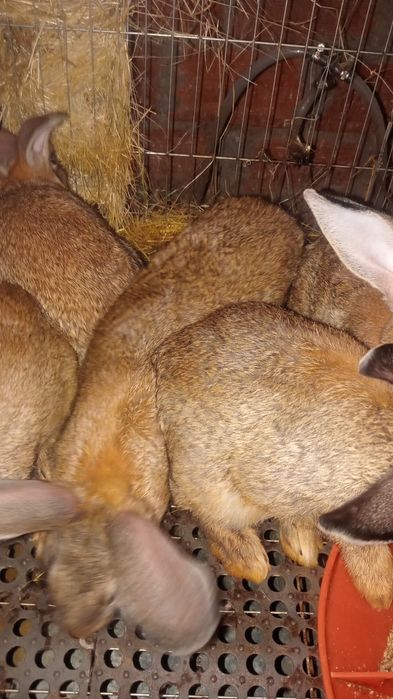 Coelhos Caseiros