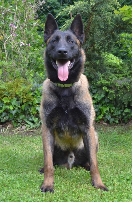 Owczarek Belgijski Malinois-szczenię