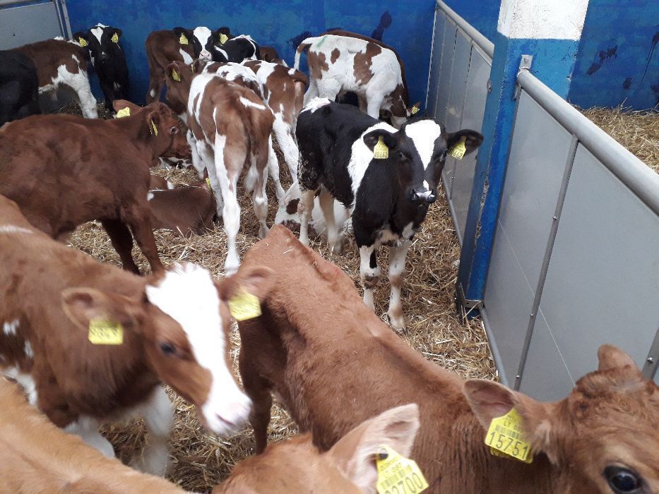 Cielaki Byczki, Jałówki Mięsne, Cielęta dowóz