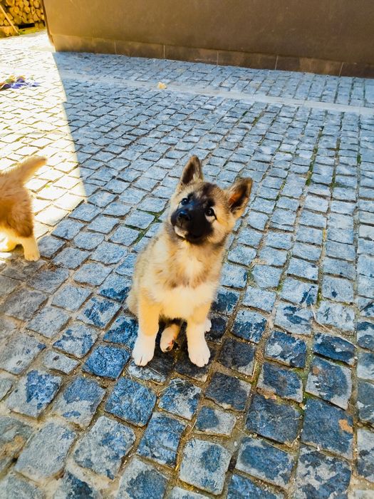 Акита-  - вакцинированые с документами