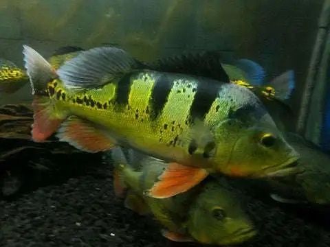 Cichla monoculus 2024