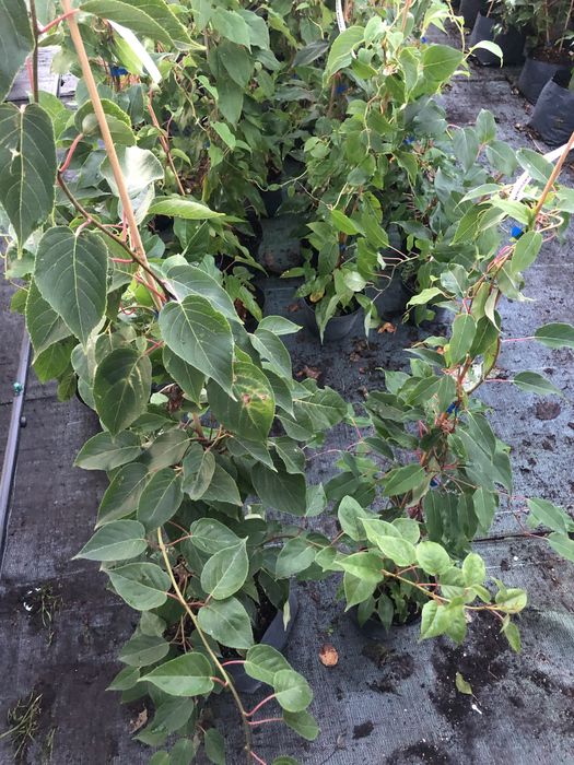 Актинідія 3 річна 10 сортів (міні ківі)