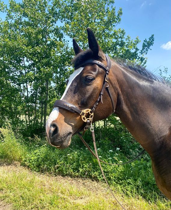 Hackamore F.R.A. "Glory System 2"