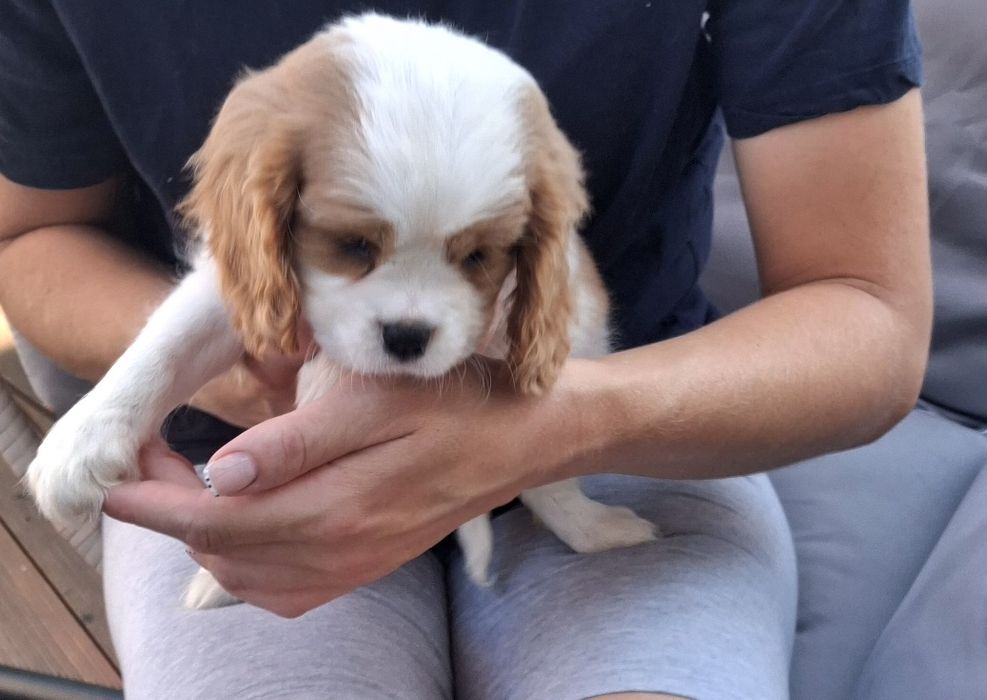 Suczka Cavalier King Charles Spaniel