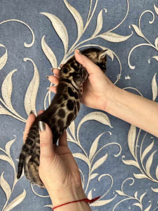 Котята бенгальские с документами