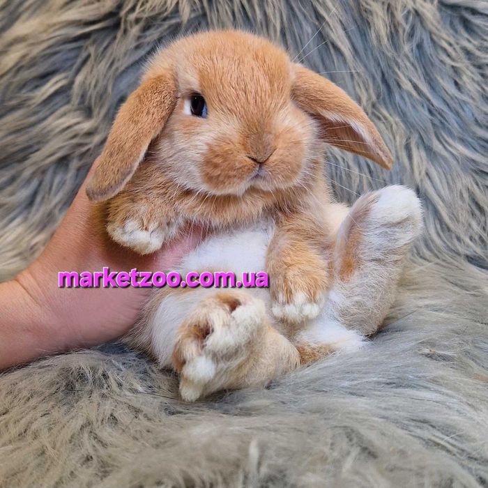 Карликовий міні кролик Карликовый мини  вислоухий баран mini lop
Окра