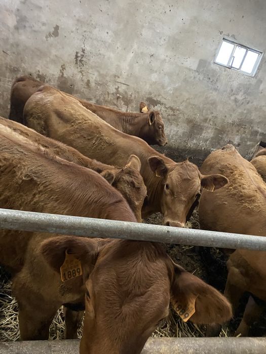 Vitelas Angus Top