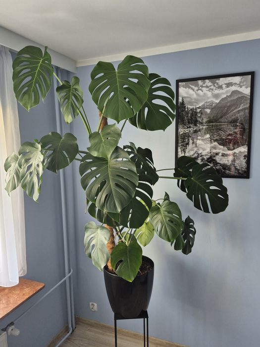 Monstera – 150 cm | Zdrowa | Możliwy dowóz