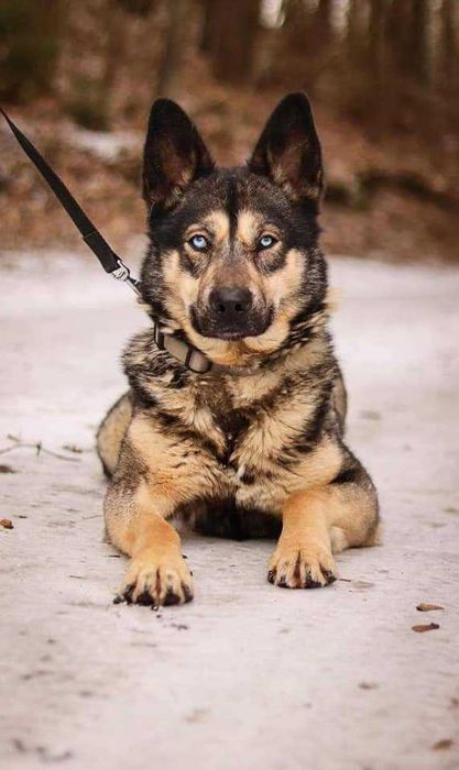 Zjawiskowy Orest do adopcji