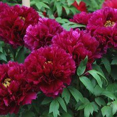 продам семена древовидного пиона