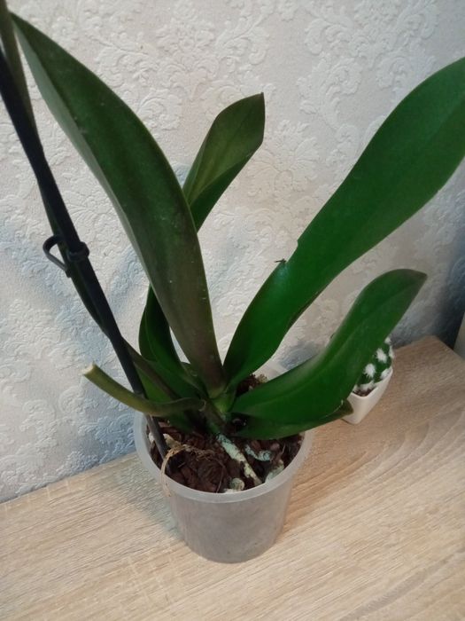 Орхідея.      ...