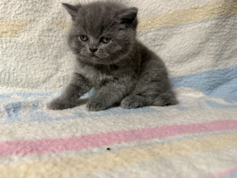 Kocurek kot brytyjski krotkowlosy niebieski