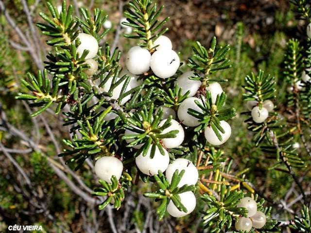 20 Sementes Camarinha (Corema album)