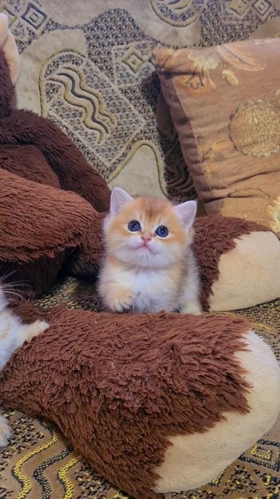 Шикарные котята золотая шиншилла