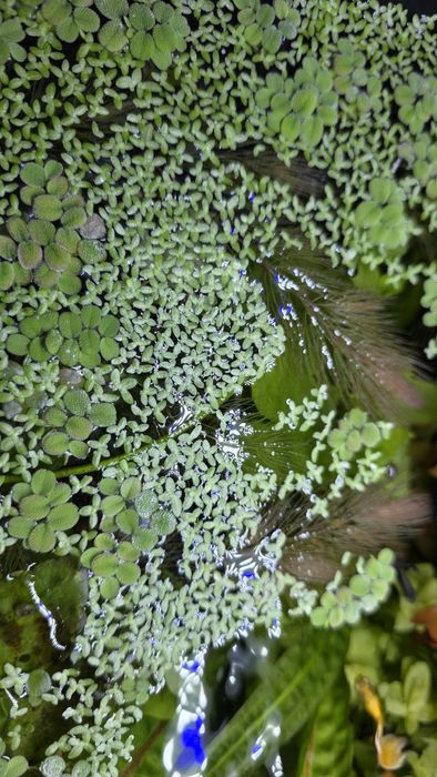 Roślina akwariowa Rzęsa drobna Lemna minor