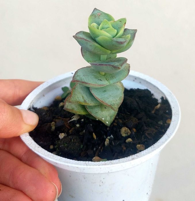 Suculentas 2€ cada