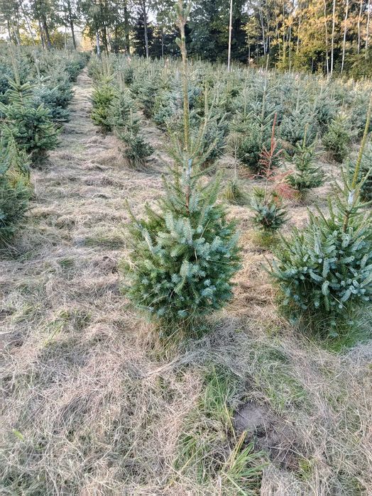 Tuja szmaragd, brabant ,do 300cm, SADZIMY, Świerk srebrny,serbski