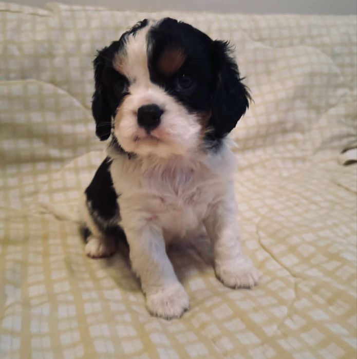 Cavallier King Charles - cudny chłopczyk!