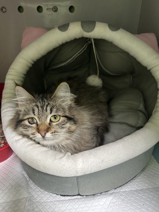 Кішечка кошеня шукає родину